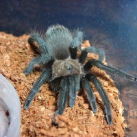 Wild Caught Aphonopelma