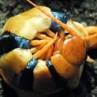 Hardwickei Female On Eggs