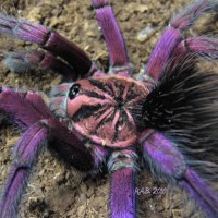 Mature Male Pamphobeteus.sp. Platyomma