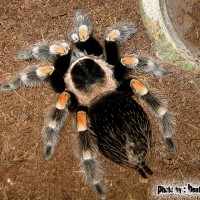 Smithi Female