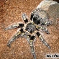 Female Chaco