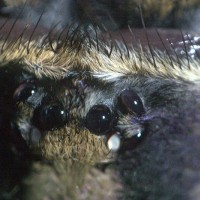 P. Faciata Eyes, Supermacro