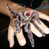 Avicularia Versicolor In My Hand