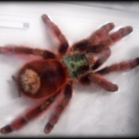 4in Female A. Versicolor