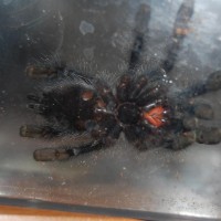 A. Avicularia