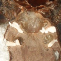A. Avicularia- Male?