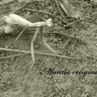 Mantisreligiosa2