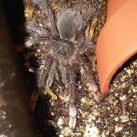 Theraphosa Blondi, (burgundy) 3"