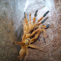 Pterinochilus Murinus Pairing.