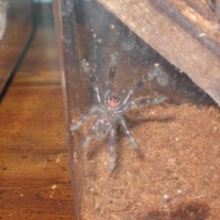 Fringed Ornamental (poecilotheria Ornata)