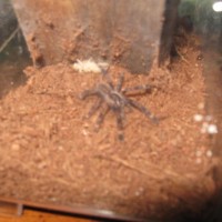 Fringed Ornamental (poecilotheria Ornata)