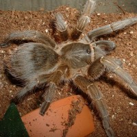 Aphonopelma "Guatemala"