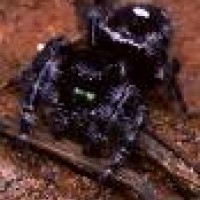 Jumping Spider