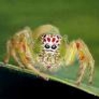 Jumping Spider