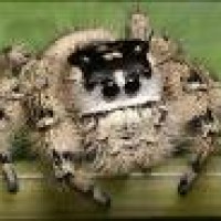 Jumping Spider