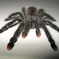 Avicularia Avicularia