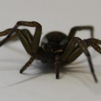 Big Nasty Spider 142a