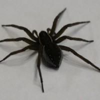 Big Nasty Spider 144a