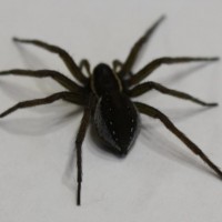 Big Nasty Spider 145a
