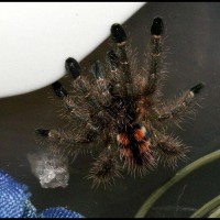 Avicularia minatrix