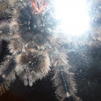 A Avicularia