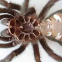 Grammostola Pulchra L7