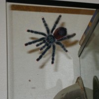 Avicularia Avicularia