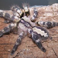 P.regalis