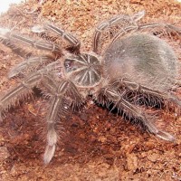 T. stirmi