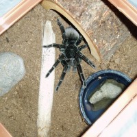 6" Female P. Nigricolor #1