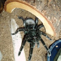 6" Female P. Nigricolor 2