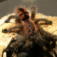 Avicularia minatrix