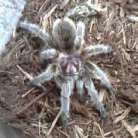 Grammostola Rosea