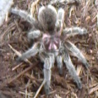 Grammostola Rosea