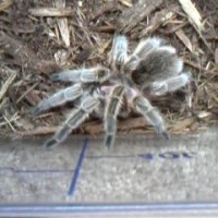 Grammostola Rosea