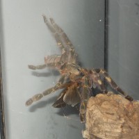 Poecilotheria Rufilata