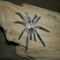 m. balfouri