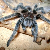 Fresh Female Grammostola Rosea Moult (rosie)