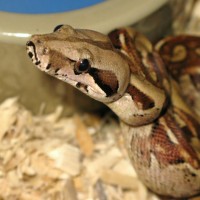 Hypo Boa