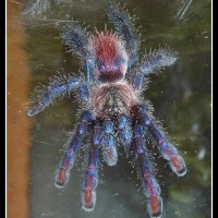 Avicularia Diversipes (c. L. Koch 1842)