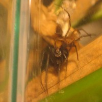 My Latrodectus