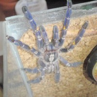 Poecilotheria Metallica