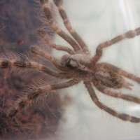 Poecilotheria Smithi