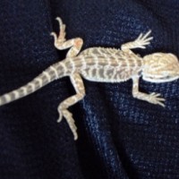 Sandfire Bearded Dragon