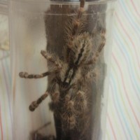 Poecilotheria Smithi