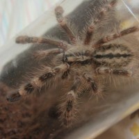 Poecilotheria Smithi