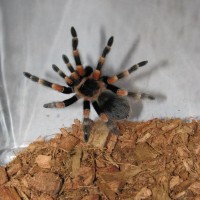 B. Smithi