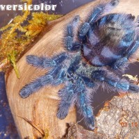 A.versicolor