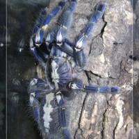 P. Metallica