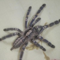 Poecilotheria Metallica